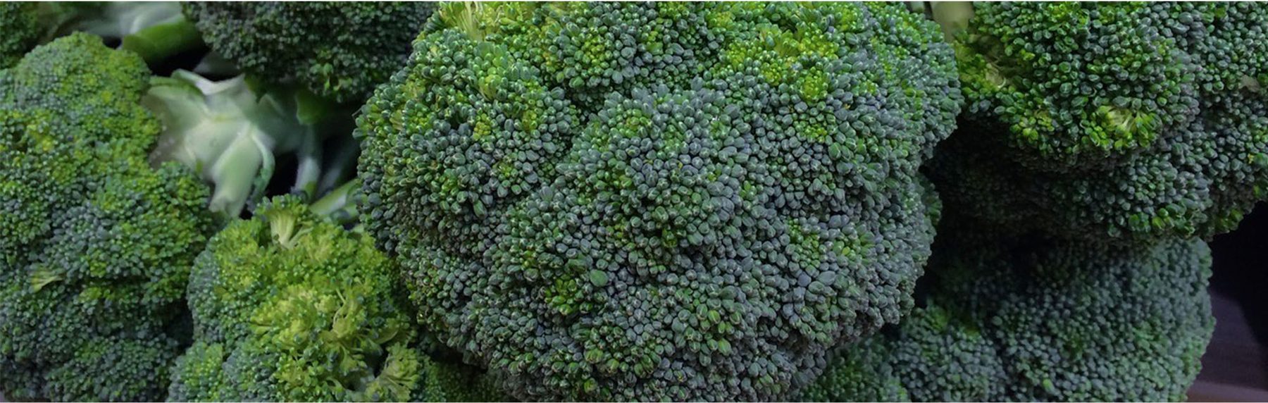 Brócoli en campo, Puebla.