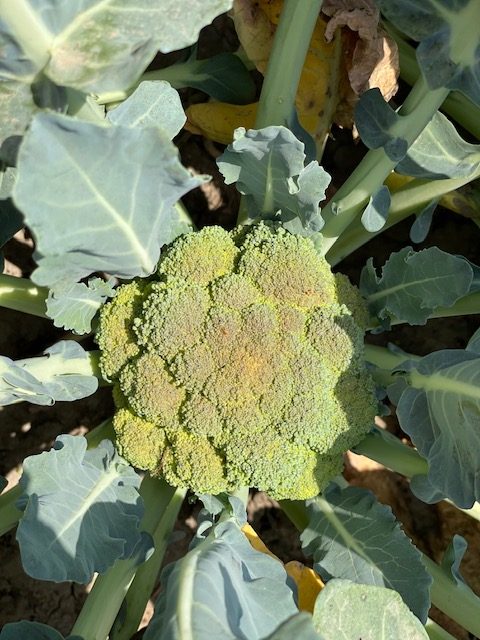 Crown on the plant, 300 to 400 g.