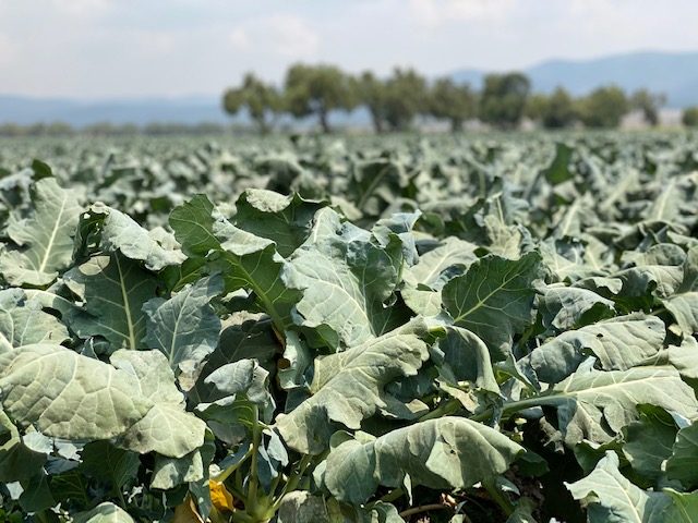 Broccoli in production, Puebla.