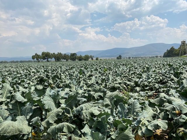 The two largest broccoli municipalities in Puebla.