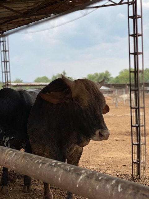 Bovino en corral.