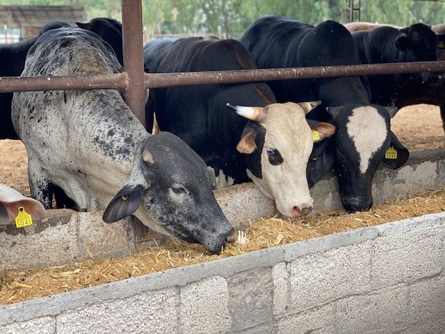 Novillos en el comedero.