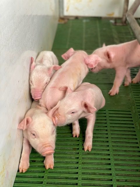 Lechones en el corral de destete.
