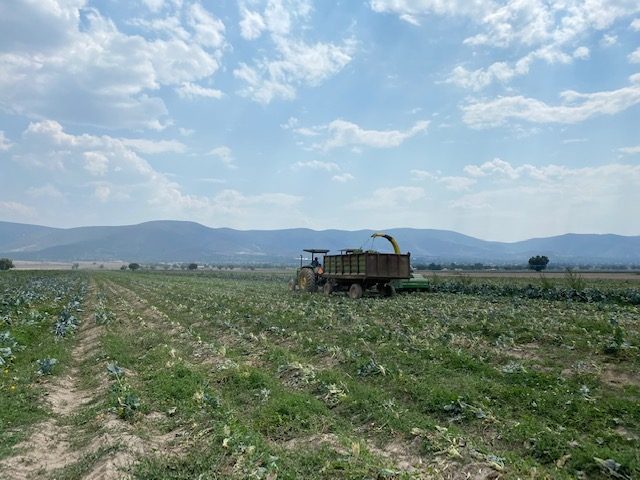 Harvest in the field.