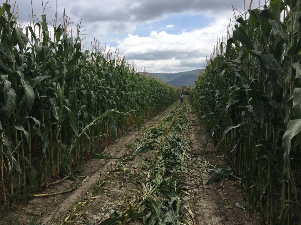 Maize — feed for our own livestock.