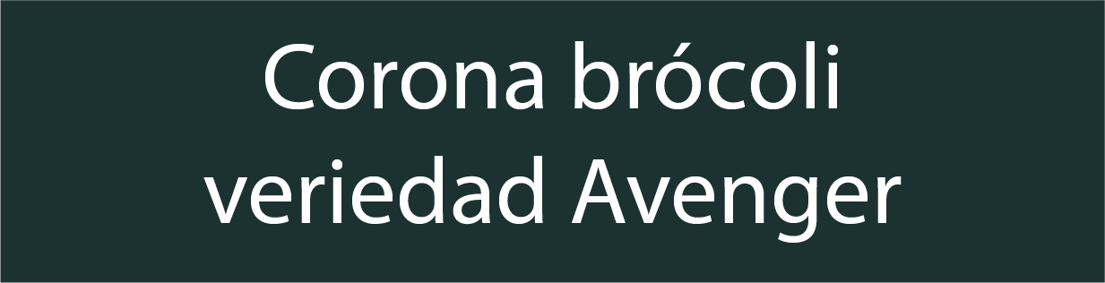 Corona, variedad Avenger.