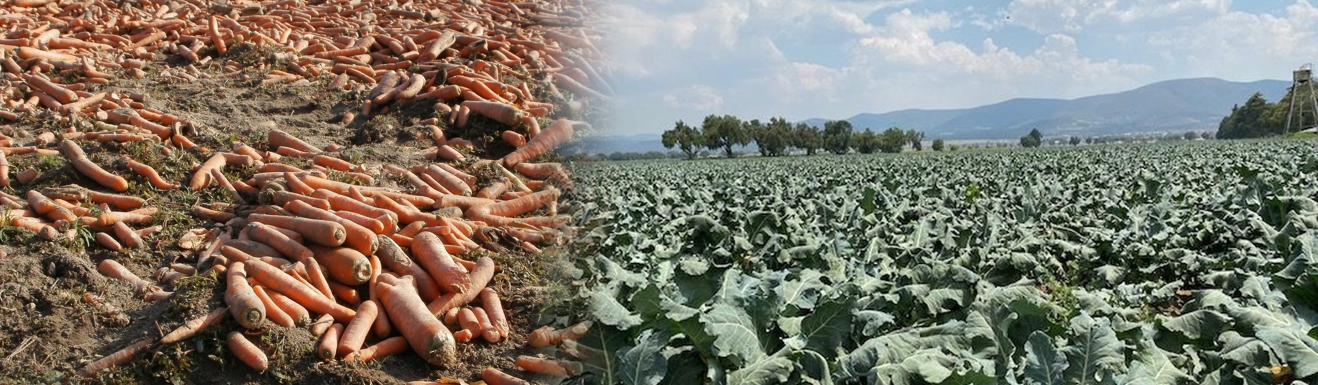 Zanahoria y brócoli de nuestros campos, Puebla.