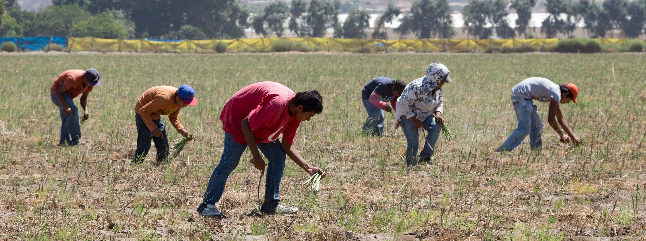 Cuadrilla de cosecha en el campo mexicano. Fotografía ilustrativa de Tomás Castelazo · CC BY-SA 4.0 — no es personal de ALZE.
