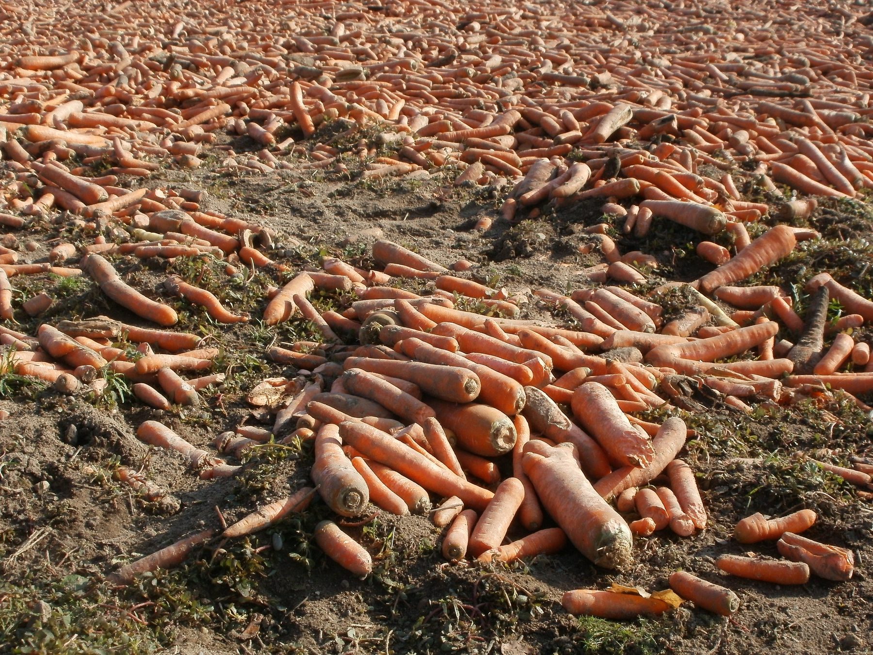 Zanahoria en campo.